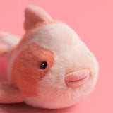 Close-up of a small fish with a pink background