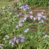 Purple flowers and bees in a field.