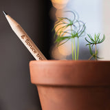 PEM Sprout Pencil