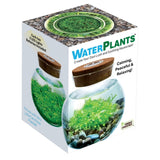Waterplants Glass Terrarium