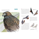 What It's Like to Be a Bird (Adapted for Young Readers): From Flying to Nesting, Eating to Singing--What Birds Are Doing and Why