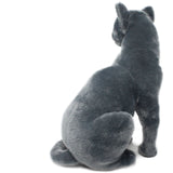 Rae The Russian Blue Cat