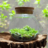 Waterplants Glass Terrarium