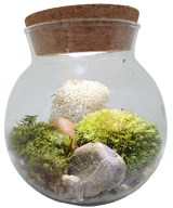 Mossbowl Glass Terrarium