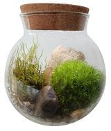 Mossbowl Glass Terrarium