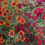 Dyer's Coreopsis - Art Seed Packs