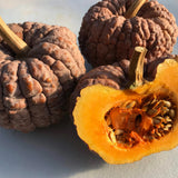 Black Futsu Squash - Art Seed Packs