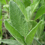 Common Sage - Art Seed Packs