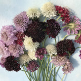 Pincushion Flower Mix - Art Seed Packs
