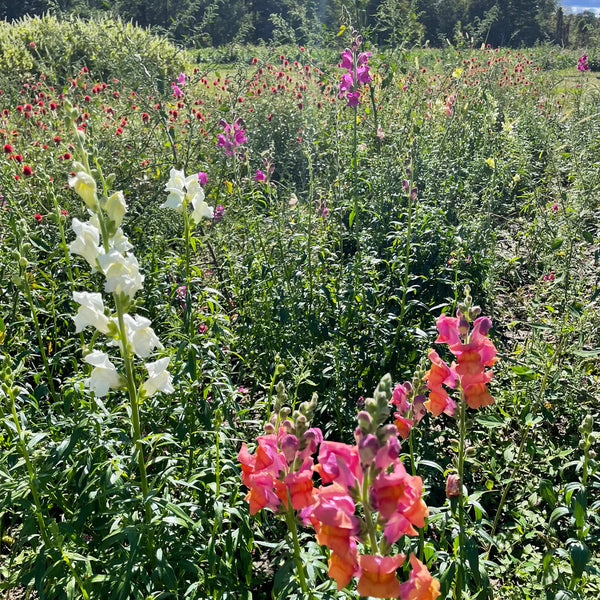 Snapdragon Mix - Art Seed Packs