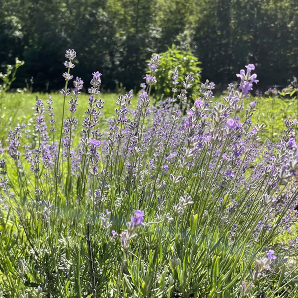 Munstead Lavender - Art Seed Packs