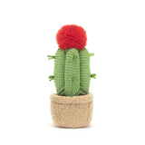 Amuseable Moon Cactus