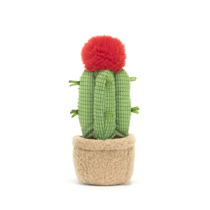 Amuseable Moon Cactus