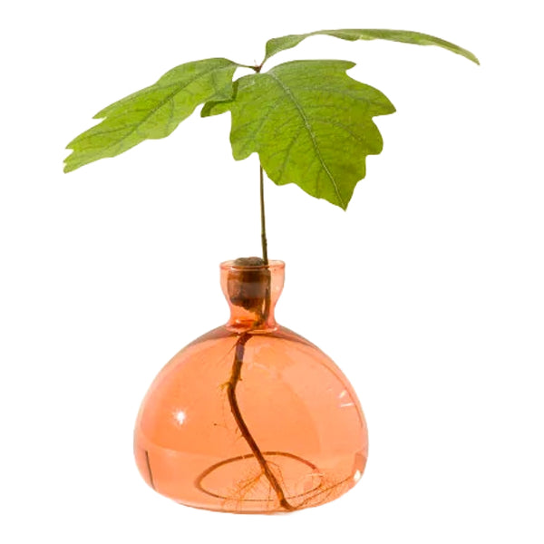 Acorn Vase