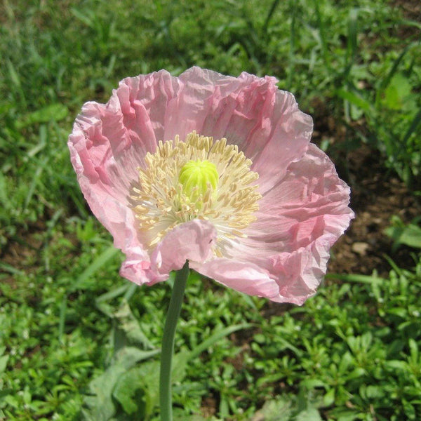 Breadseed Poppy Mix - Art Seed Packs