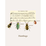 Notes Humbugs - Coming Autumn 2025
