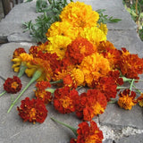Marigold Medley - Art Seed Packs