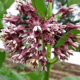 Close-up of a cluster of pink and white flowers with green leaves in the background.
