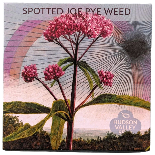 Joe Pye Weed Spotted - Art Seed Packs