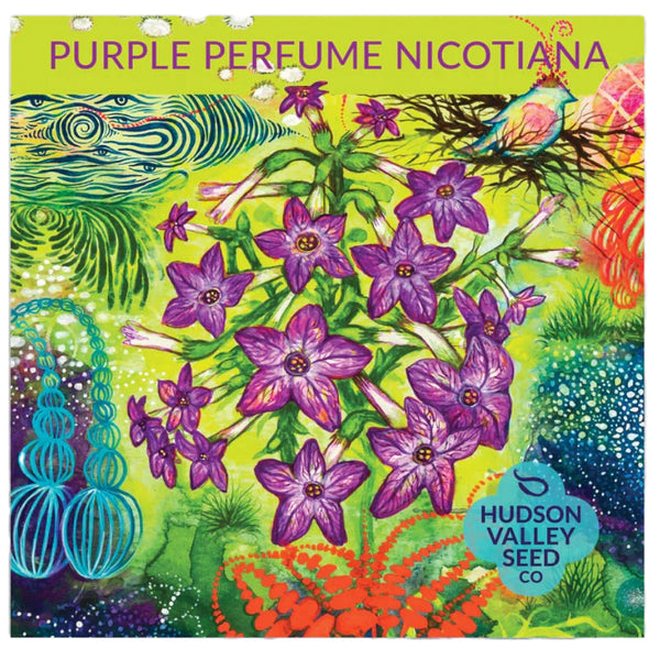 Purple Perfume Nicotiana - Art Seed Packs