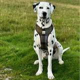 A Dalmatian dog sitting on a grassy field wearing a brown and blue plaid harness.