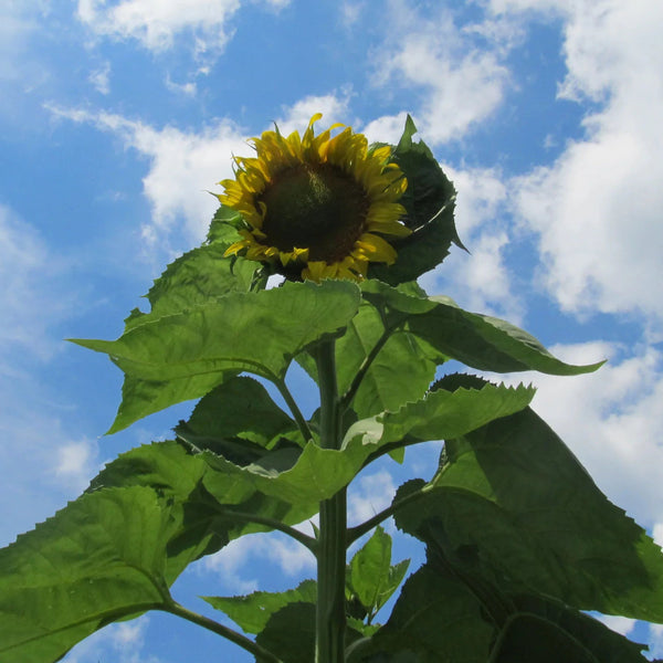 Skyscraper Sunflower - Art Seed Packs