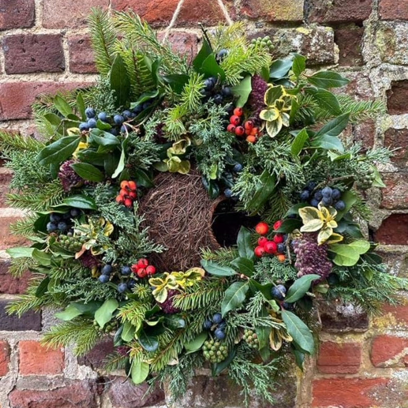 Wreath Bird Nester