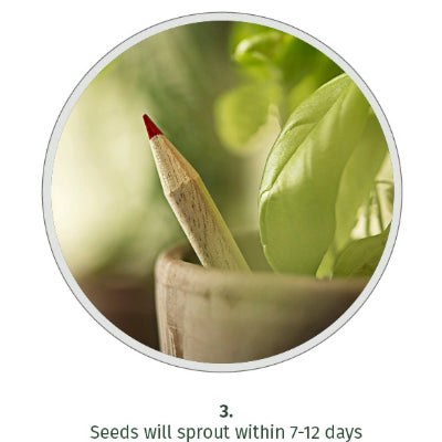 PEM Sprout Pencil