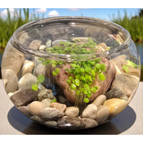 Glass bowl with pebbles and small plants on a natural background