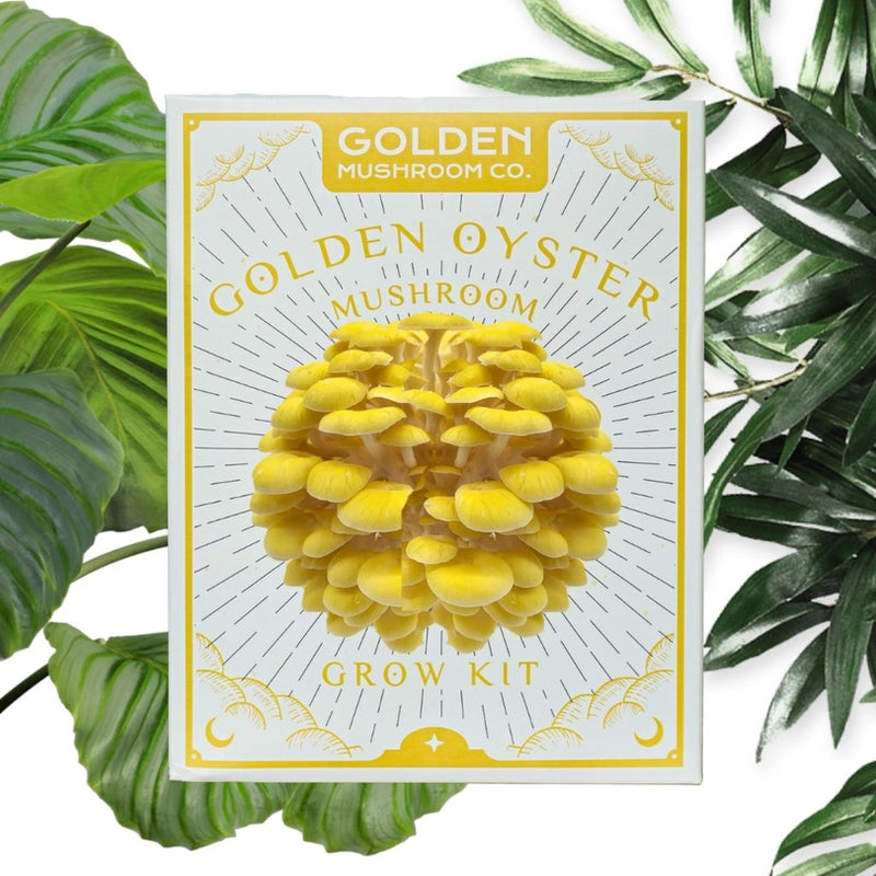 Golden Oyster Mushroom Grow Kit - Coming Autumn 2025