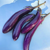 Ping Tung Eggplant - Art Seed Packs