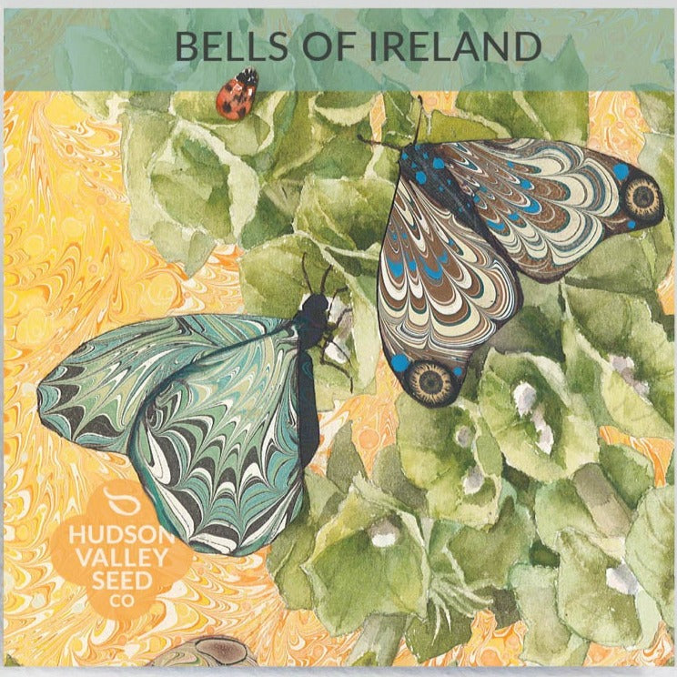 Bells Of Ireland - Art Seed Packs