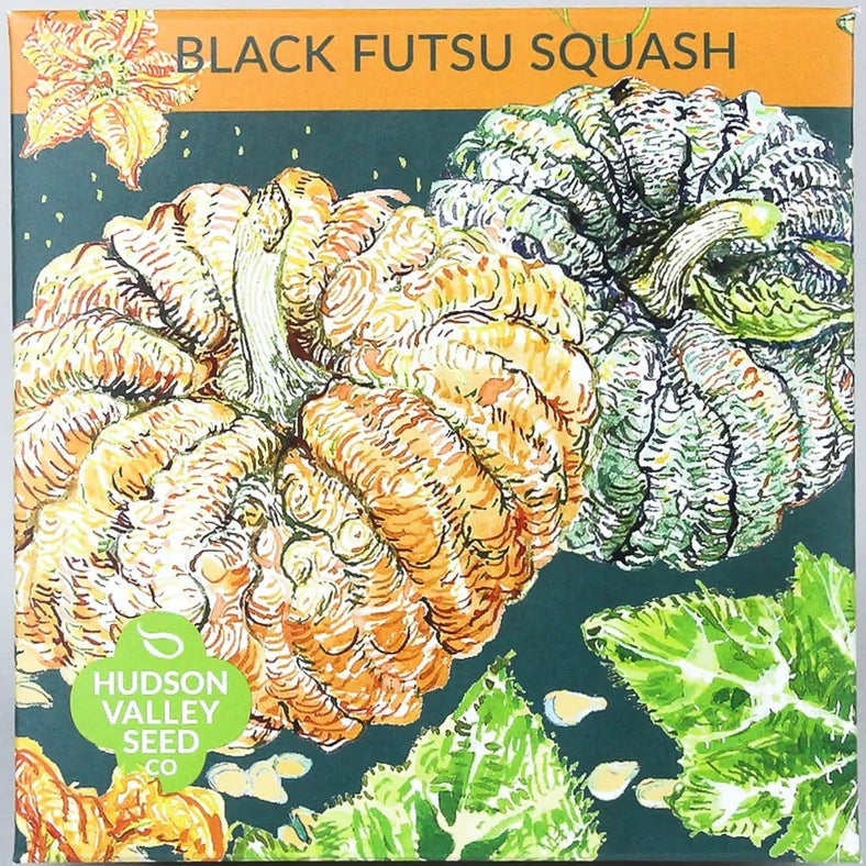 Black Futsu Squash - Art Seed Packs