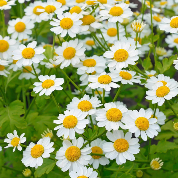 Feverfew - Art Seed Packs