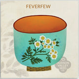 Feverfew - Art Seed Packs