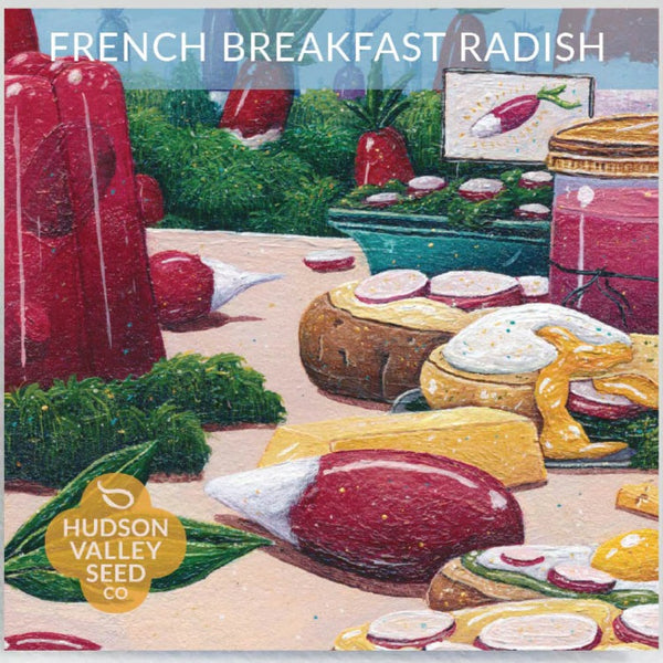 French Breakfast Radish - Art Seed Packs