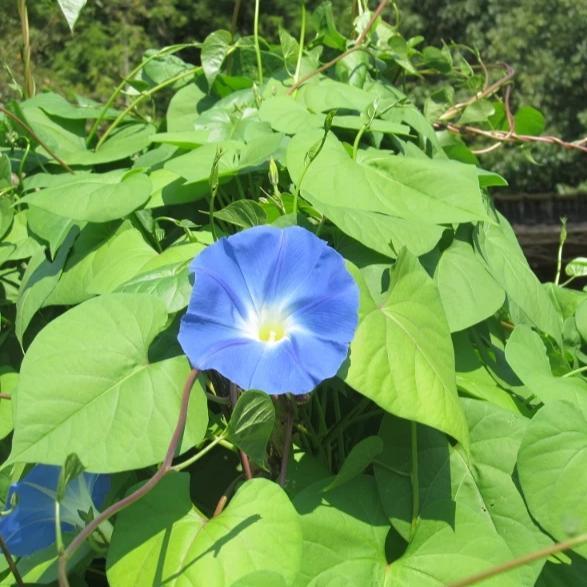Heavenly Blue Morning Glory - Art Seed Packs