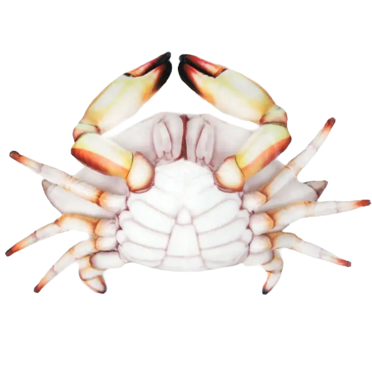Crandell the Crab