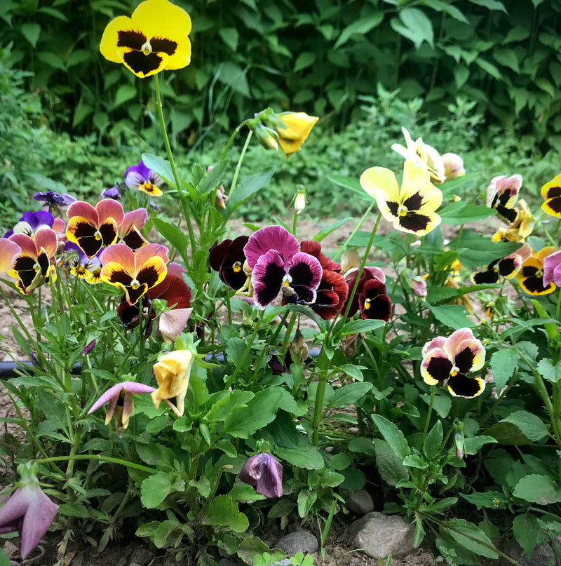Pansy Mix - Art Seed Packs