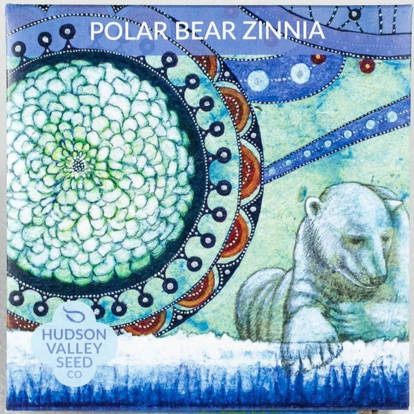 Polar Bear Zinnia - Art Seed Packs