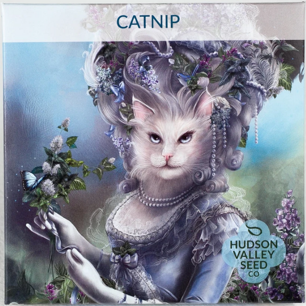 Catnip - Art Seed Packs