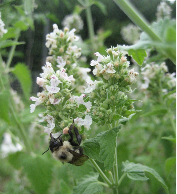 Catnip - Art Seed Packs