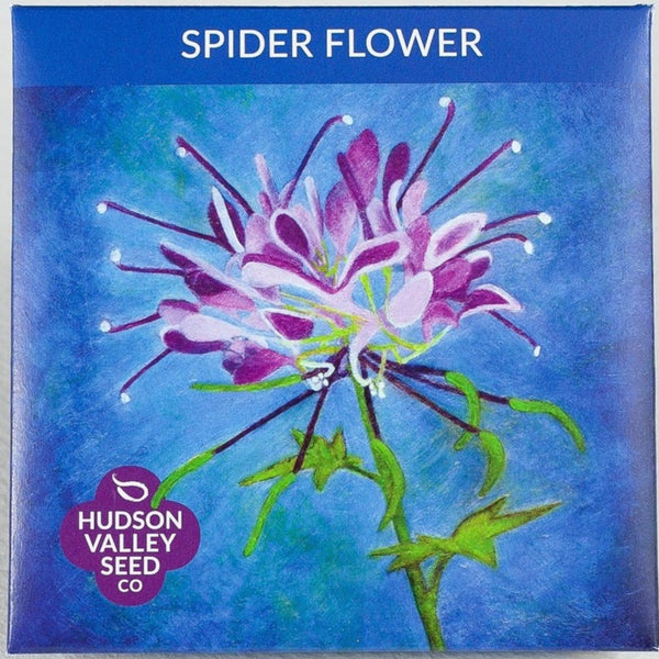 Spider Flower - Art Seed Packs