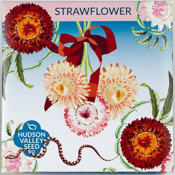 Strawflower - Art Seed Packs