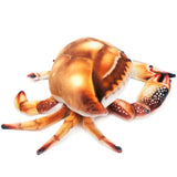 Crandell the Crab