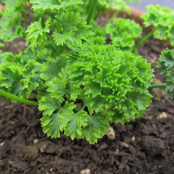 Moss Curled Parsley - Art Seed Packs