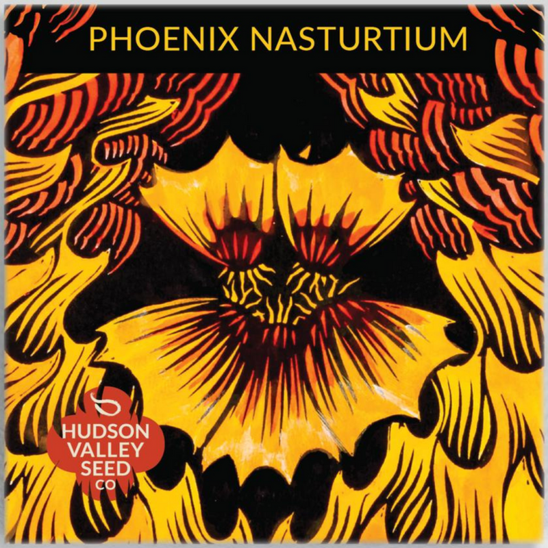 Phoenix Nasturtium - Art Seed Packs