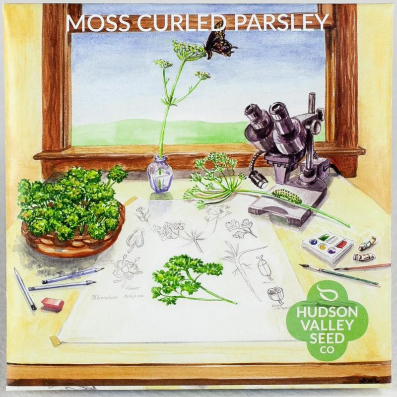 Moss Curled Parsley - Art Seed Packs