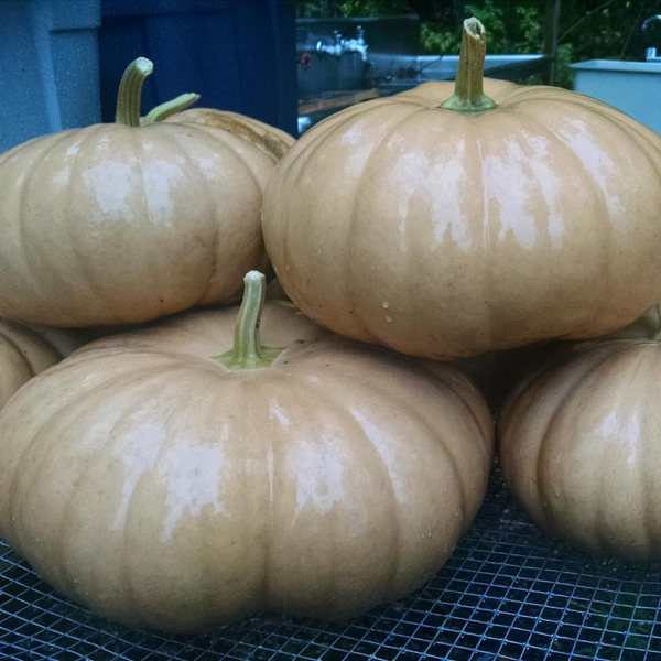 Long Island Cheese Pumpkin - Art Seed Packs