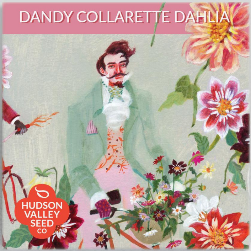 Dandy Collarette Dahlia Seeds - Art Seed Packs